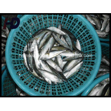 Pescado de caballa Pescados congelados para la venta (Scomber japonicus)